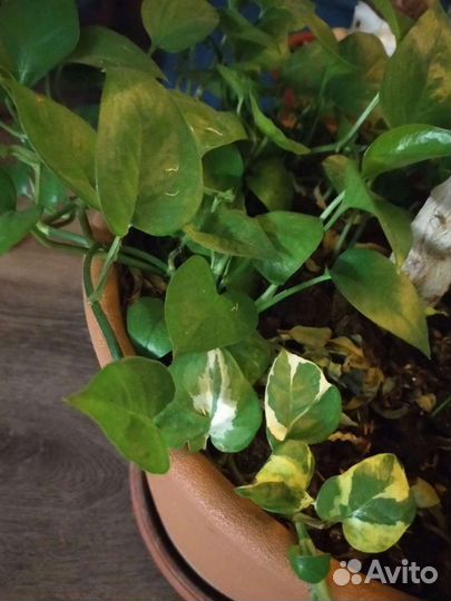 Комнатные цветы