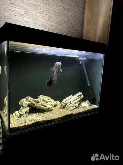 Аквариум на 250 литров с тумбой