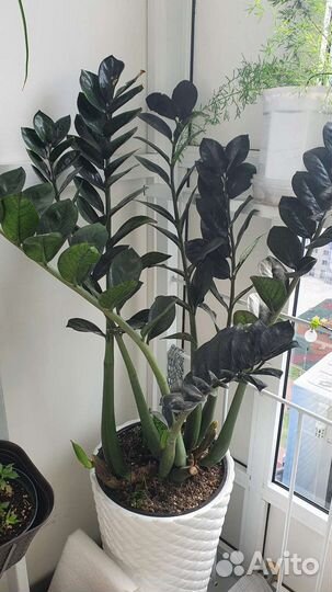 Замиокулькас Равен