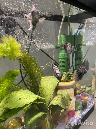 Рыбки цихлиды 5 шт