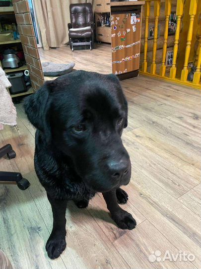 Вязка лабрадор