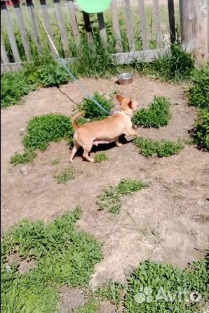 Взрослая девочка чихуахуа документы РКФ