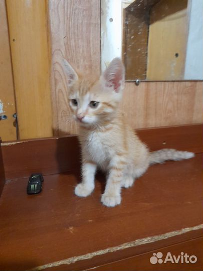 Кошка в дар бесплатно