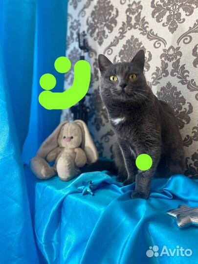 Русская голубая кошка дар