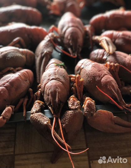 Продажа живых раков