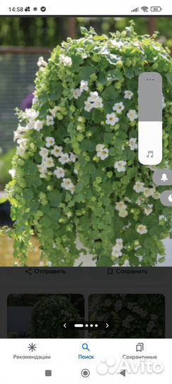 Ампельные растения