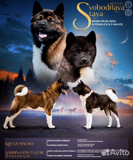 Щенки американской акиты