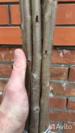 Саженцы плодовых деревьев