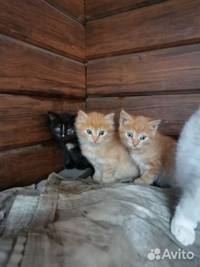 Котята мышеловы