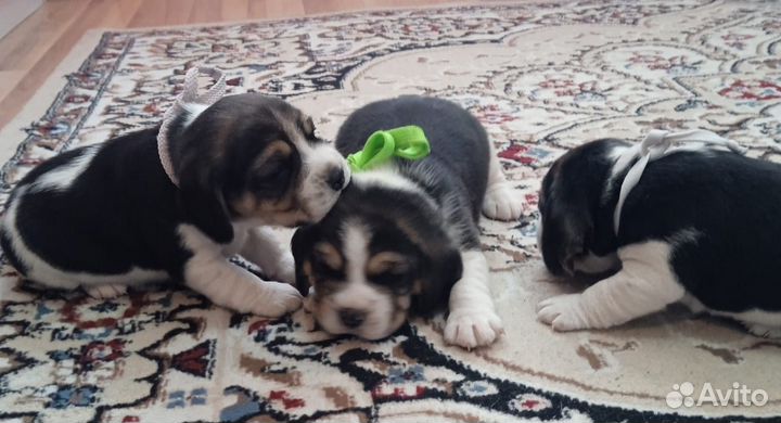 Продам щенков бигля