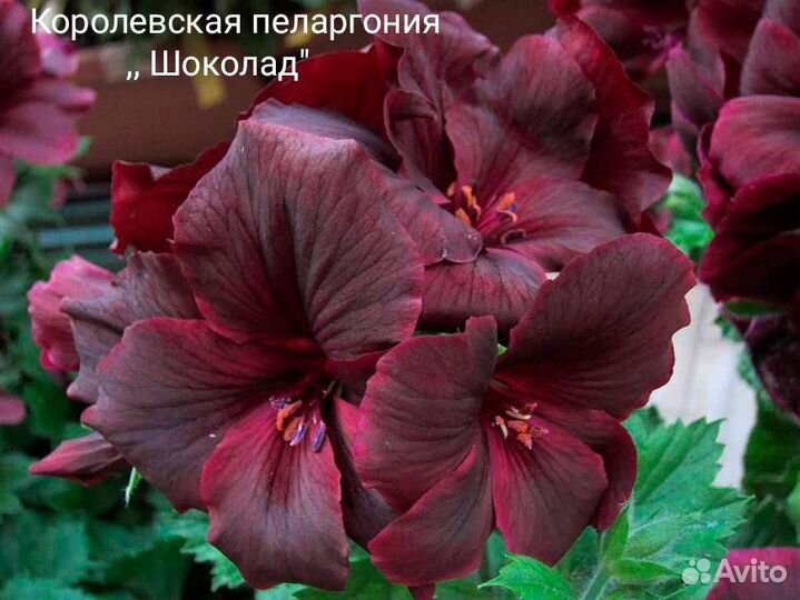 Сортовые пеларгонии. Укорененные черенки