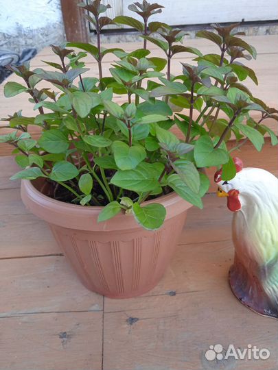 Мята Апельсин