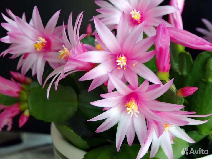 Декабрист шлюмбергера и рипсалидопсисы (29 сортов)