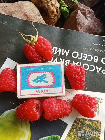Саженцы малины