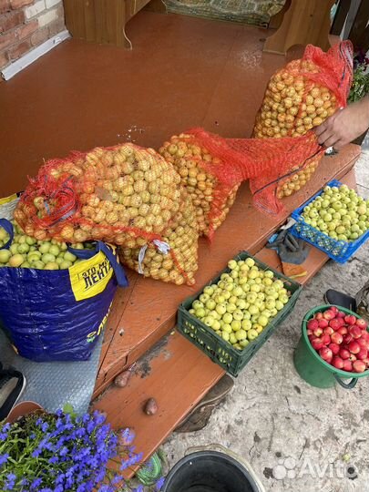 Яблоки (ранетки)