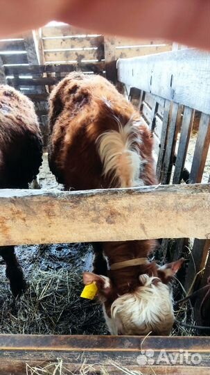 Быки и телки