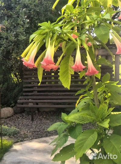 Бругмансия