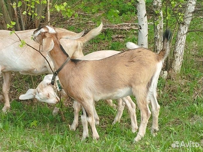 Нубийские козы