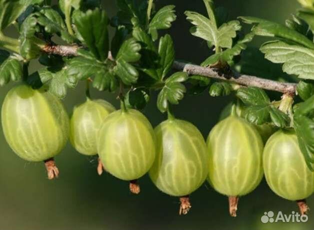 Саженцы крыжовника