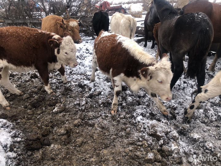 Продам 8-9 мес телок