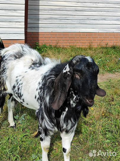 Вязка. Козёл Битал/Нубийский