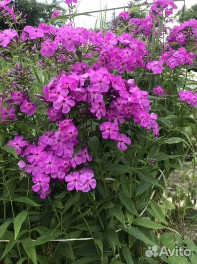 Садовые многолетние цветы