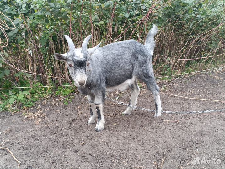 Продам козлика