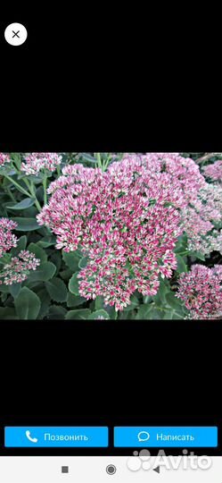 Очиток видный заячья капуста