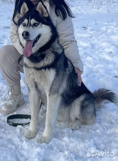 Сибирский хаски