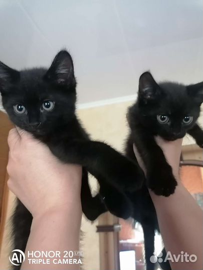 Котята 1.5месяца к лотку приучены в добрые руки