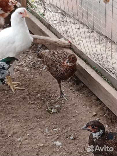 Фазаны молодые