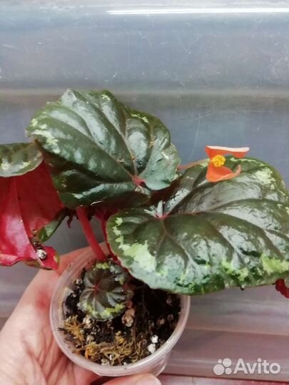Бегонии видовые очень редкие