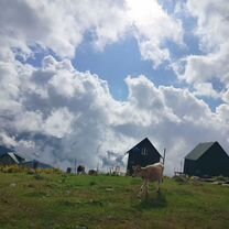 Тур в гомис мта- рай над облаками. Грузия