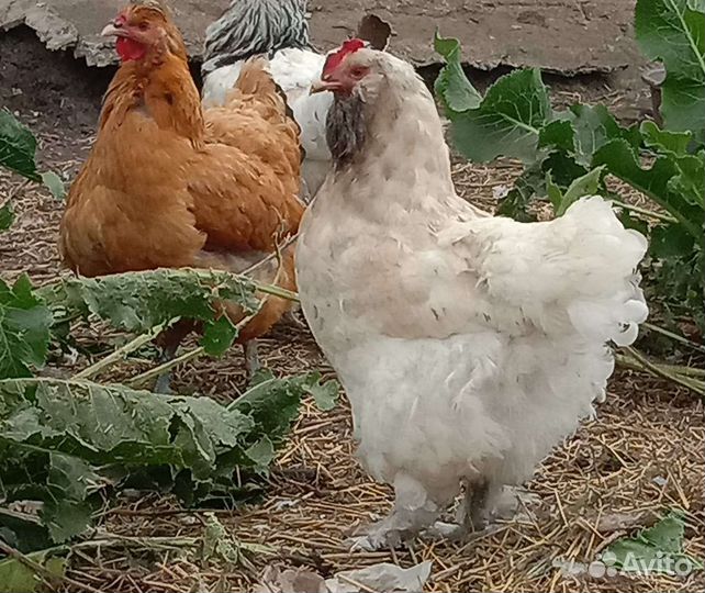 Куры, цыплята разных возрастов