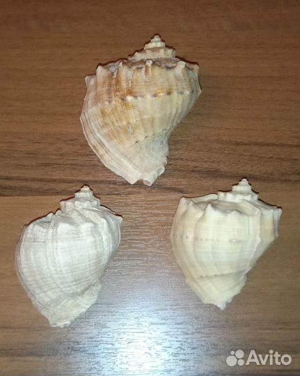 Ракушки для аквариума