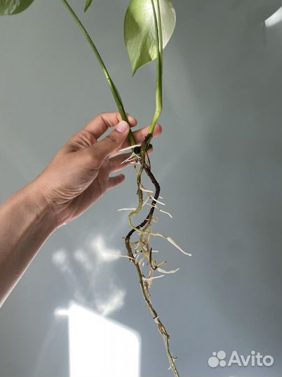 Монстера росток вариегатная