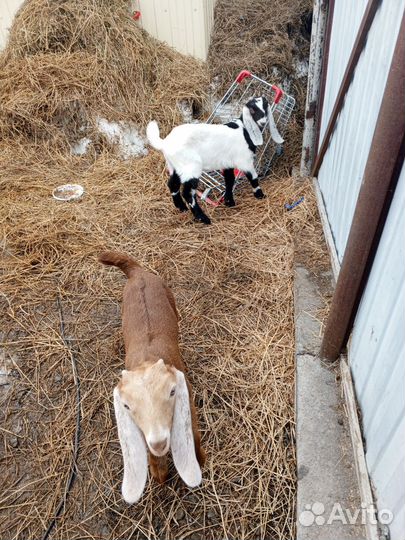 Козлята Камори/нубийские