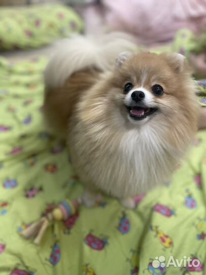 Шпиц. Вязка