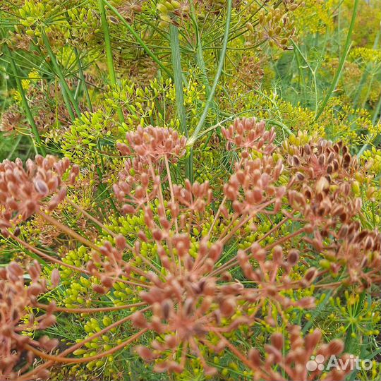 Чеснок яровой, укроп семена