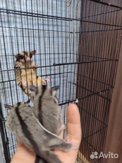 Домашние белки