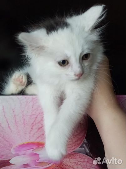 Котенок в добрые руки