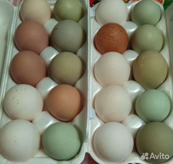 Домашние куриные яйца