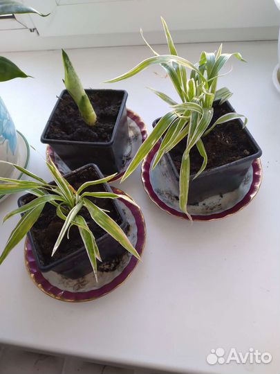 Хлорофитум