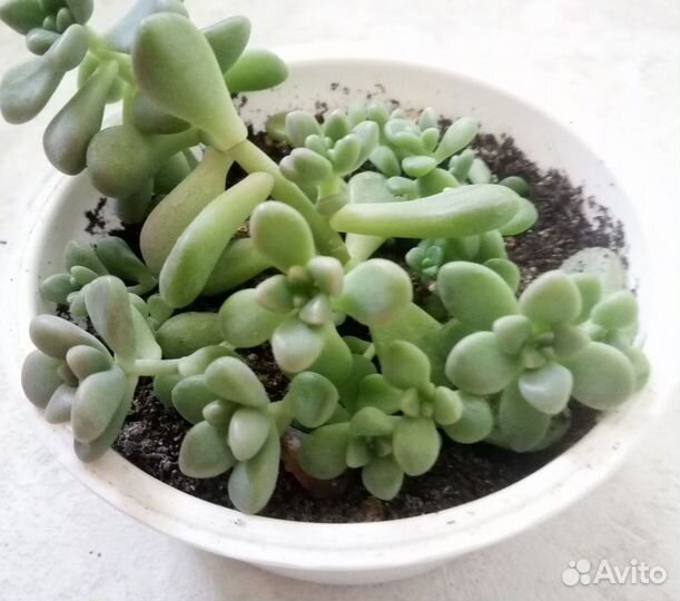 Почвопокровный суккулент Граптопеталум