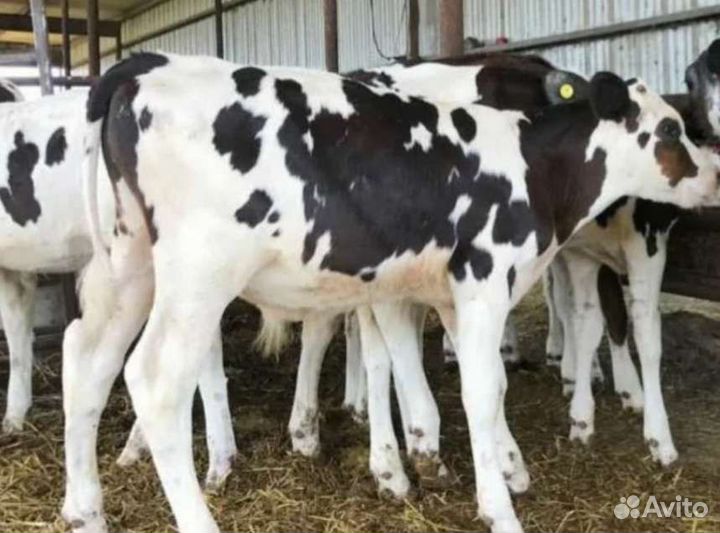 Бычки и телки