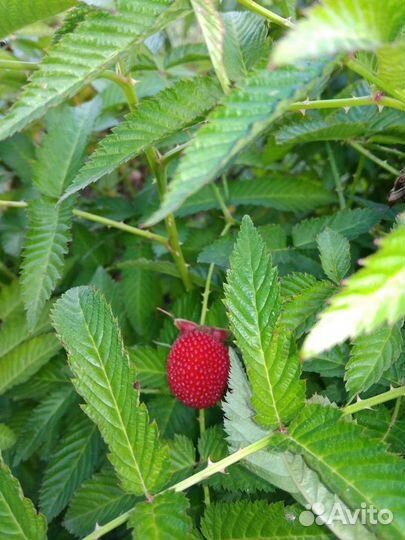 Малина Земляничная Розолистная