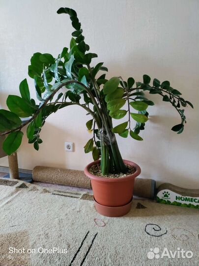 Замиокулькас