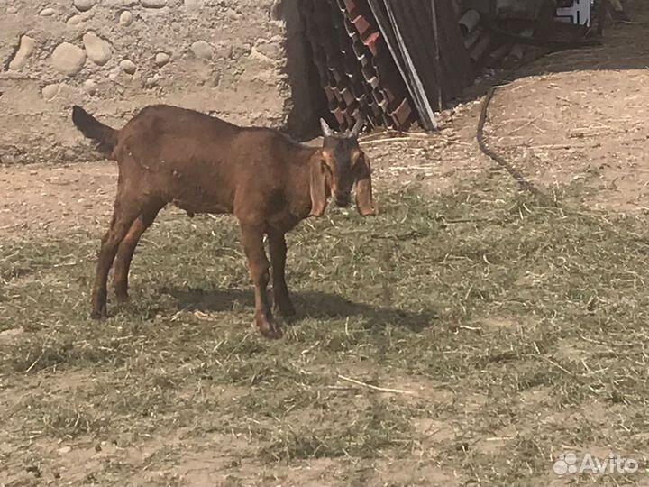 Англо нубийские козы дойные с козлятами