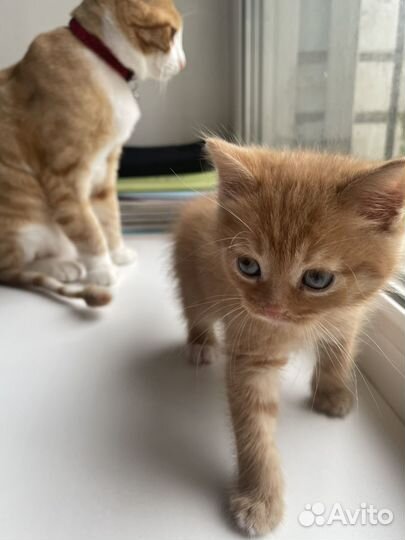 Рыжий котенок мальчик