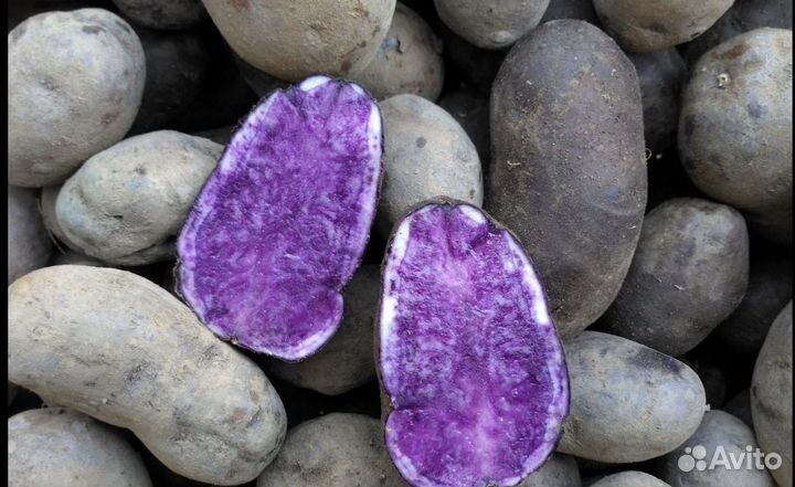 Фиолетовый-пурпурный картофель